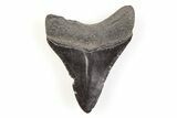 Fossil Megalodon Tooth - South Carolina #171093-1